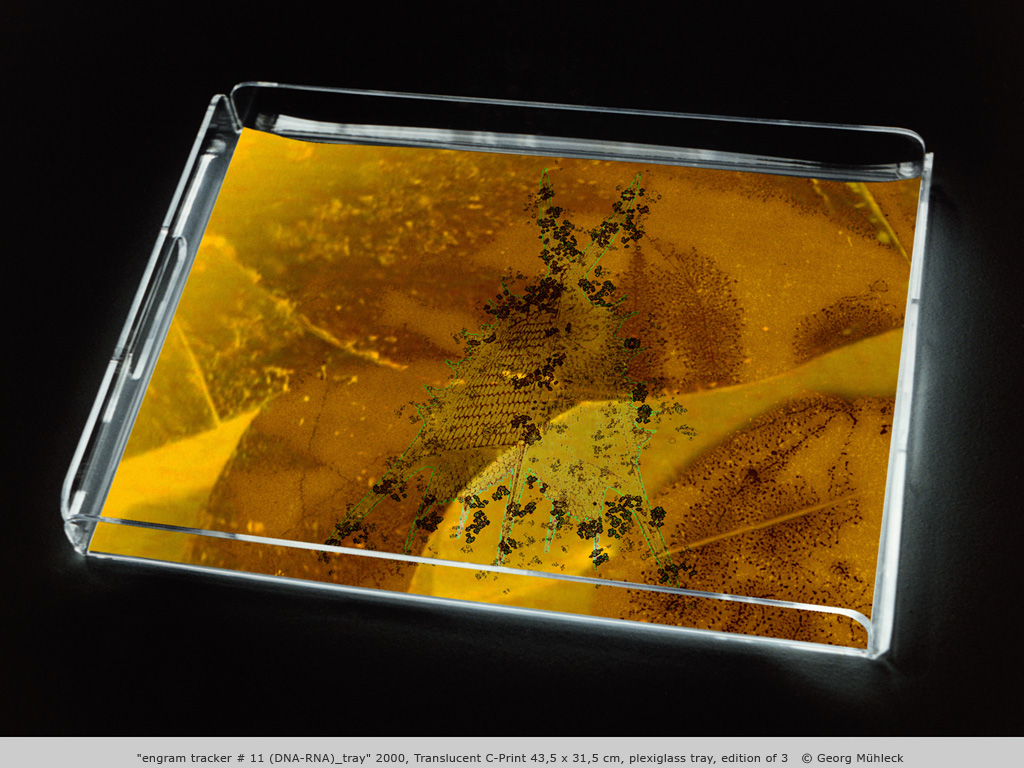 "engram tracker # 11 (DNA-RNA)_tray" 2000, Translucent C-Print 43,5 x 31,5 cm, plexiglass tray, edition of 3   © Georg Mühleck